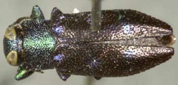 Media type: image;   Entomology 2708 Aspect: habitus dorsal view